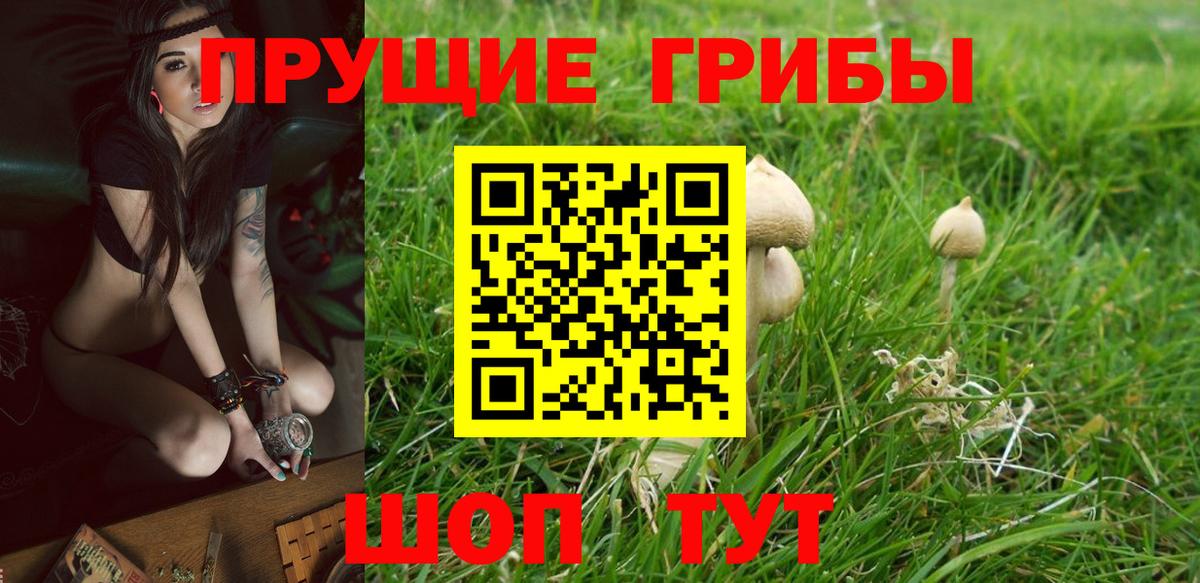 Псилоцибиновые грибы мицелий Сланцы
